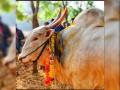 दुर्दैवी! बैलांच्या झुंजीत 'बाबू' बैलाचा मृत्यू; आयोजकांवर गुन्हा नोंद - Marathi News | Death of 'Baby' bull in bullfight; Crime record against organisers in Sindhudurg | Latest sindhudurga News at Lokmat.com
