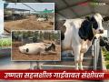 तापमानात वाढ झाली तरीही 'या' जीनमुळे तुमची गाय देईल चांगले दूध उत्पादन; वाचा काय सुरू आहे संशोधन? - Marathi News | Even if the temperature rises, your cow will produce good milk due to this gene; Read what research is going on? | Latest agriculture News at Lokmat.com