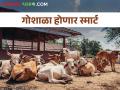 राज्यातील गोशाळा होणार स्मार्ट; गोवर्धन गोवंश समिती योजनेअंतर्गत मिळणार इतके अनुदान - Marathi News | Goshalas in the state will be smart; This amount of subsidy will be given under Govardhan Govansh Samiti Yojana | Latest agriculture News at Lokmat.com