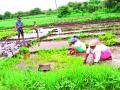 ‘स्मार्ट सिटी’तही जोपासली जातेय पारंपरिक शेती - Marathi News | Traditional farming is being cultured in 'Smart City' too | Latest pimpri-chinchwad News at Lokmat.com