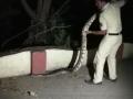 वांद्रे-कुर्ला कॉम्प्लेक्स परिसरात पुन्हा सापडला ९ फुटी अजगर   - Marathi News | 9 foot pythons found in Bandra-Kurla Complex area | Latest crime News at Lokmat.com
