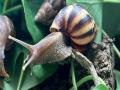 शंखी गोगलगाय आली आहे ? घाबरू नका वेळीच नियंत्रण करा - Marathi News | Has the snail arrived in field? Don't panic control it in timely | Latest agriculture News at Lokmat.com