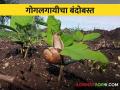 Shankhi Gogalgai खरीप पिकातील शंखी गोगलगायीच्या नियंत्रणाचे सोपे उपाय - Marathi News | Shankhi Gogalgai: Simple Remedies for Snail Control in Kharif Crops | Latest agriculture News at Lokmat.com