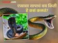 एखादा साप हा किती वर्षांचा आहे, त्याचं वय किती हे कसं ओळखता येतं? पाहा कशी मिळते माहिती - Marathi News | How to know the age of snake expert told the method | Latest jarahatke News at Lokmat.com
