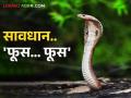 Snake Bite पावसाळ्यातच का निघतात साप.. कशी घ्याल काळजी - Marathi News | Why do snakes come out only in rainy season.. How to take care | Latest agriculture News at Lokmat.com