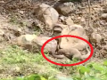 Big Fight Video: साप अन् मुंगूसाची दीड तास झुंज; कोण जिंकलं असेल? - Marathi News | Big Fight: One and a half hour fight between snake and mongoose; Who would have won? | Latest beed News at Lokmat.com