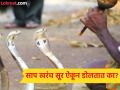 सापांना तर कान नसतात, मग ते बासरीच्या सुरांवर 'नागिन डान्स' कसा करतात? सत्य समजल्यावर बसेल धक्का - Marathi News | Snakes do not have ears then how do they dance on sound of flute | Latest jarahatke Photos at Lokmat.com