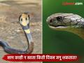काहीही न खाता साप किती दिवस जिवंत राहू शकतात? कधी विचारही केला नसेल असं आहे उत्तर - Marathi News | Snake Interesting Facts : How many days can snakes survive without eating any food | Latest jarahatke Photos at Lokmat.com