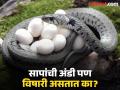 सापाच्या अंड्यांमध्ये असतं का विष? जाणून घ्या नेमकं काय आहे तथ्य! - Marathi News | Can snake egg have poisonous know facts about snake facts | Latest jarahatke News at Lokmat.com