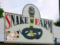 Snake Farming: या गावातील लोक सगळ सोडून सापांची शेती करतात, प्रत्येकजण श्रीमंत...! पण एका सापाला घाबरतात - Marathi News | Snake Farming: The people of china village farm snakes, all are rich...! But they are afraid of a one five step snake | Latest international Photos at Lokmat.com