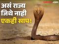भारतातील कोणत्या राज्यात आढळत नाही एकही साप? जाणून घ्या उत्तर... - Marathi News | In which state of India is there no snake found? | Latest jarahatke News at Lokmat.com