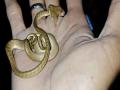 'या' ठिकाणी सापडला दोन तोंडांचा साप; पाहून तुम्हीही व्हाल अवाक् - Marathi News | USA new jersey rare two headed snake named double dave | Latest social-viral News at Lokmat.com