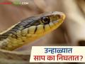 उन्हाळ्यात साप दिसण्याचे प्रमाण का वाढते? जाणून घ्या सविस्तर? - Marathi News | Why do snake sightings increase in summer season? Find out in detail? | Latest agriculture News at Lokmat.com