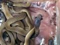 बापरे! पोलीस स्टेशनमध्ये सापडली कोब्राची तब्बल २१ पिल्ले - Marathi News | 21 snakes recovered from the files of gaggal police station kangra | Latest jarahatke News at Lokmat.com