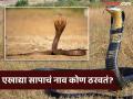किंग कोब्रा असो वा पायथन असो वा रसेल स्नायपर...कोण ठेवतं तरी कोण सापांचे नाव, जाणून घ्या पूर्ण प्रोसेस - Marathi News | Who actually names snakes, here's the science behind it | Latest jarahatke Photos at Lokmat.com