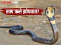 साप झोपतात का? कसे झोपतात? वैज्ञानिकांनी केला आश्चर्यजनक खुलासा! - Marathi News | How do Snakes sleep? Scientists make a surprising revelation! | Latest jarahatke News at Lokmat.com