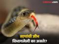 सापांची जीभ दोन भागात का विभागलेली असते? 99 टक्के लोकांना माहीत नसेल 'या' प्रश्नाचं उत्तर - Marathi News | Why does a snake tongue have two parts, know the reason | Latest jarahatke Photos at Lokmat.com