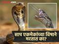 एका विषारीने सापाने दुसऱ्या विषारी सापाला दंश मारला तर काय होतं? त्यांच विष त्यांचा जीव घेतं का - Marathi News | Amazing facts snake bite on snake venom immunity facts | Latest jarahatke Photos at Lokmat.com