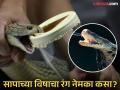 पांढरा, निळा की पिवळा...सापाच्या विषाचा रंग कोणता असतो? आपल्यालाही माहीत नसेल नेमका रंग - Marathi News | what is the real colour of snake venom? you should know the exact color | Latest jarahatke News at Lokmat.com