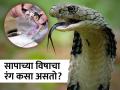 सापाचं विष कोणत्या रंगाचं असतं? तुम्हालाही माहीत नसेल या प्रश्नाचं उत्तर... - Marathi News | Do you know what color snake venom is | Latest jarahatke Photos at Lokmat.com