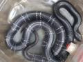 ग्रामीण भागांत सापांचा संचार वाढला; १८ दिवसांत ४४ सापांना जीवदान  - Marathi News | Snake circulation increased in rural areas of Washim district | Latest vashim News at Lokmat.com