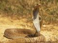 या व्यक्तीला तब्बल 272 वेळा चावला साप, तरीही जीव वाचला; कारण... - Marathi News | man was bitten by a snake as many as 272 times, but nothing happened | Latest jarahatke News at Lokmat.com