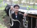 Snake Farming मधून कोट्यवधीचा व्यवसाय; या गावातील लोक वर्षाला कमवतात 100 कोटी रुपये... - Marathi News | Snake Farming: Snake Farming is a multi-million dollar business; The people of this village earn 100 crore rupees a year | Latest jarahatke News at Lokmat.com