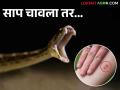 Snake Bite साप चावल्यानंतर काय करावे? काय करू नये - Marathi News | Snake Bite; What to do after snake bite? what not to do | Latest agriculture News at Lokmat.com