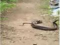 अंगणात रंगला सापांचा मेळ - Marathi News | the snakes in the courtyard | Latest vasai-virar News at Lokmat.com