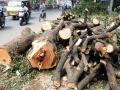 ‘धोकादायक’ वृक्षांची कत्तल झाली; पण अपघात थांबले का? - Marathi News | 'Dangerous' trees were slaughtered; But did the accidents stop? | Latest editorial News at Lokmat.com