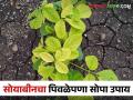 सोयाबीनमध्ये पिवळेपणा आलाय करा हे सोपे उपाय - Marathi News | Yellowing of soybeans do this simple solution | Latest agriculture News at Lokmat.com