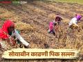 शेतकऱ्यांनो गुणवत्तापूर्ण सोयाबीनसाठी काढणी व मळणी करताना कशी घ्याल काळजी? - Marathi News | How should farmers take care while harvesting and threshing for quality soybeans? | Latest agriculture News at Lokmat.com