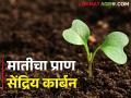 वाढवायचे असेल पिक उत्पादन तर जमिनीत कसा आणावा सेंद्रिय कार्बन - Marathi News | If you want to increase crop production, how can you increase organic carbon in the soil? | Latest agriculture News at Lokmat.com