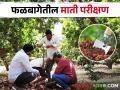 Soil Testing उभ्या फळबागेतील मातीचा नमुना कसा घ्याल? - Marathi News | Soil Testing How to take a soil sample in a fruit orchard? | Latest agriculture News at Lokmat.com