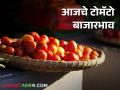 Tomato Market : पुणे, नाशिक, सोलापूर बाजारात टोमॅटोला काय भाव? वाचा आजचे बाजारभाव - Marathi News | Latest News Tomato Market price in Pune, Nashik, Solapur markets see today's market prices | Latest agriculture News at Lokmat.com
