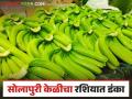 Solapur Banana Export : आखाती देशांबरोबर सोलापुरी केळी आता रशियाच्या बाजारात - Marathi News | Solapur Banana Export : Along with the Gulf countries Solapuri bananas are now in the Russian market | Latest agriculture News at Lokmat.com
