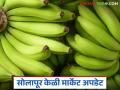 जूनमध्ये २० रुपये प्रतिकिलो दर मिळणाऱ्या सोलापूरच्या केळीला आता किती मिळतोय भाव? - Marathi News | What is the price of Solapur bananas, which were priced at Rs 20 per kg in June, now? | Latest agriculture News at Lokmat.com