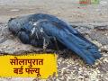 भोपाळच्या प्रयोगशाळेचे रिपोर्ट आले.. सोलापुरातील कावळ्यांचा मृत्यू बर्ड फ्ल्यूमुळेच; वाचा सविस्तर - Marathi News | Bhopal lab report comes.. Crows in Solapur died due to bird flu; Read in detail | Latest agriculture News at Lokmat.com
