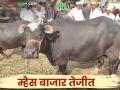 Buffalo Market : सोलापूर बाजारात जाफराबादी, मुऱ्हा म्हशींचे मार्केट वाढले; तीन कोटींची उलाढाल - Marathi News | Buffalo Market : The market for Jafrabadi and Murrah buffaloes increased in Solapur market; turnover of three crores | Latest agriculture News at Lokmat.com