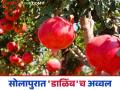 Solapur Dalimb : सोलापूर जिल्ह्यात फळबागांचा आकडा पोहोचला एक लाख हेक्टरपर्यंत - Marathi News | Solapur Dalimb : The number of orchards in Solapur district has reached one lakh hectares | Latest agriculture News at Lokmat.com