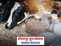 कमी प्रतीच्या दुधाला दिले अॅडव्हान्स मात्र दूध उत्पादकांची २ कोटींची देणे बाकी; काय आहे प्रकरण? - Marathi News | Advance given for low quality milk but milk producers owe Rs 2 crore; What is the matter? | Latest agriculture News at Lokmat.com