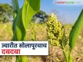 Solpaur Jowar : राज्यात यंदाही ज्वारी पिकात सोलापूर जिल्ह्याचा दबदबा - Marathi News | Solpaur Jowar : Solapur district dominates in jowar crop in the state this year too | Latest agriculture News at Lokmat.com