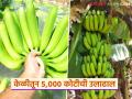 देशातील केळी निर्यातीमध्ये 'या' जिल्ह्याचा निम्मा वाटा; तब्बल ५ हजार कोटीची उलाढाल - Marathi News | This district accounts for half of the country's banana exports; turnover of Rs 5,000 crore | Latest agriculture News at Lokmat.com