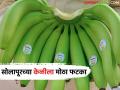 युद्धजन्य परिस्थितीमुळे निर्यातक्षम केळीचे २५० कंटेनर परतीच्या मार्गावर; रिटर्न मालाला कुठे मिळणार मार्केट? - Marathi News | Due to war-like conditions, 250 containers of exportable bananas are on their way back; Where will the return goods find a market? | Latest agriculture News at Lokmat.com