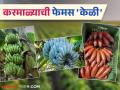 करमाळा बनतोय केळीचं हब; लाल, निळ्या अन् वेलची केळीसाठी सोलापूर गाजतंय जगभर - Marathi News | Karmala is becoming a banana hub; Solapur is famous all over the world for its red, blue and velachi bananas | Latest agriculture News at Lokmat.com