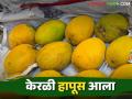 Hapus Mango Bajar Bhav : सोलापुरामध्ये केरळी हापूसचे आगमन; कसा मिळतोय दर - Marathi News | Hapus Mango Bajar Bhav : Arrival of Kerala Hapus in Solapur; How are you getting the price? | Latest agriculture News at Lokmat.com