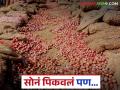 Solapur Kanda Bajar : अपेक्षा होती उन्हाळी कांद्यातून सोनं पिकेल पण बाजारभावाने हाती दिला भोपळा - Marathi News | Solapur Kanda Bajar : It was expected that gold would grow from summer onions but market prices gave zero money in hand | Latest agriculture News at Lokmat.com