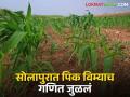 Crop Insurance सोलापूर जिल्ह्यातील एक लाख ९० हजार शेतकऱ्यांची ११३ कोटी रुपये विमा रक्कम जमा - Marathi News | Crop Insurance Rs. 113 crore insurance amount deposited for one lakh 90 thousand farmers of Solapur district | Latest agriculture News at Lokmat.com