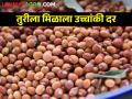 तुरीला सोलापुरात मिळाला सर्वाधिक दर; काय मिळाला बाजारभाव - Marathi News | pigeon pea tur got the highest rate in Solapur; What is the market price? | Latest agriculture News at Lokmat.com