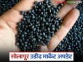 सोलापूर कृषी उत्पन्न बाजार समितीत उडीद, मुगाची आवक वाढली पण खरेदी होईना - Marathi News | Arrivals of urad and mung beans increased in Solapur Agricultural Produce Market Committee but no purchases were made | Latest agriculture News at Lokmat.com
